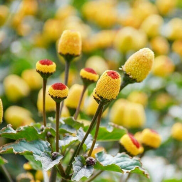 Yellow Spilanthes Acmella Plant Seeds – Heirloom Non-GMO Medicinal Herb Seeds for Garden Growing