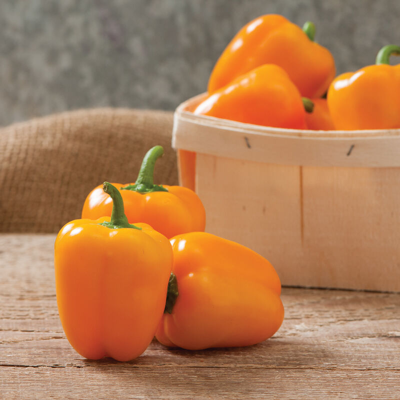 Eros – Organic Bell Pepper Seed