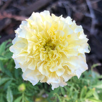 Marigold, African- Kilimanjaro White