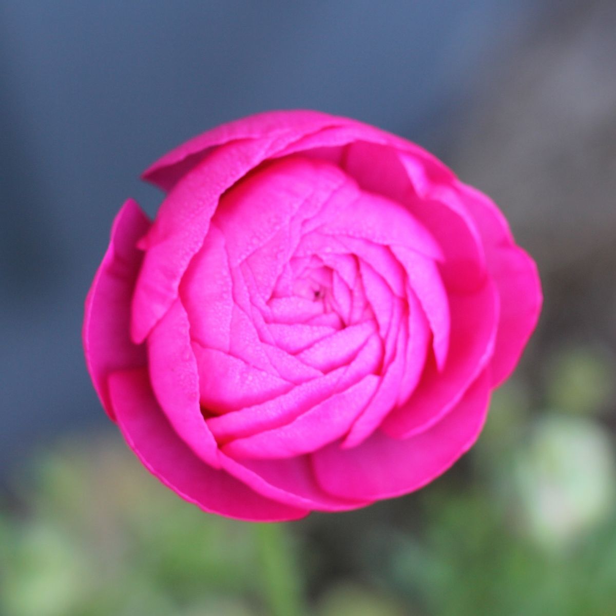 Ranunculus- Primo Rosa Rose Pink (Corm)