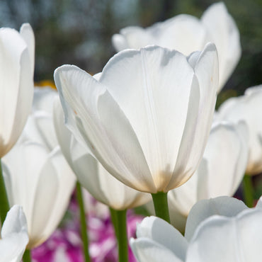 Clearwater Late-Blooming Tulip Seeds
