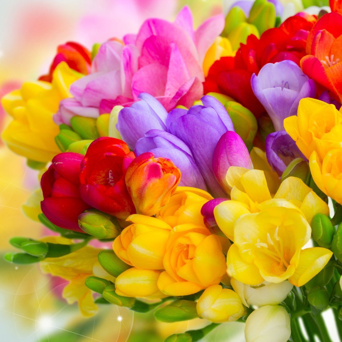 Freesia- Giant Single Mixed