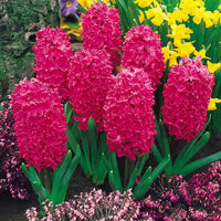 Jan Bos Fragrant Giant Hyacinth Seeds