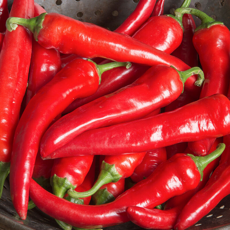 Red Ember – Organic Cayenne Pepper Seeds