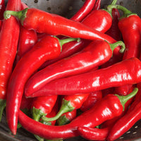 Red Ember – Organic Cayenne Pepper Seeds