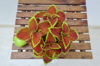 Heirloom Orange Green Coleus Flower Seeds for Planting – Non-GMO, Colorful Ornamental Foliage Variety