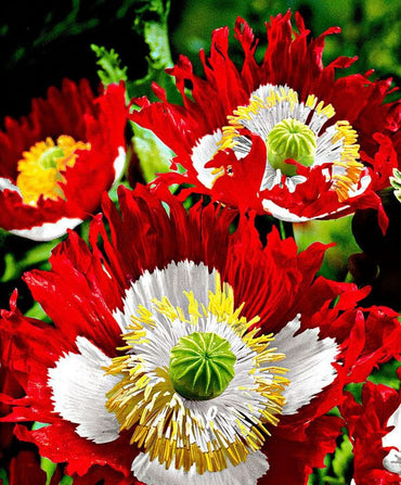 Heirloom Non-GMO Red Yellow Danish Flag Flower Seeds for Vibrant Garden Displays and Seasonal Planting