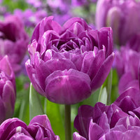 Blue Spectacle Tulip Seeds