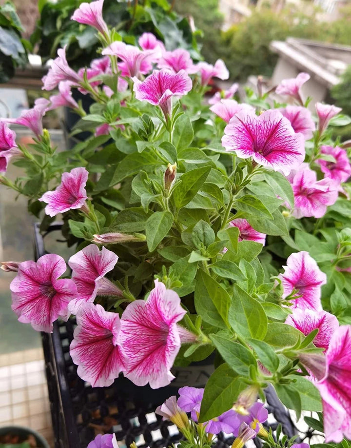 Pink & White Petunia Flower Seeds for Planting - Heirloom, NON-GMO, Easy to Grow Garden Blooms