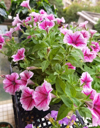 Pink & White Petunia Flower Seeds for Planting - Heirloom, NON-GMO, Easy to Grow Garden Blooms
