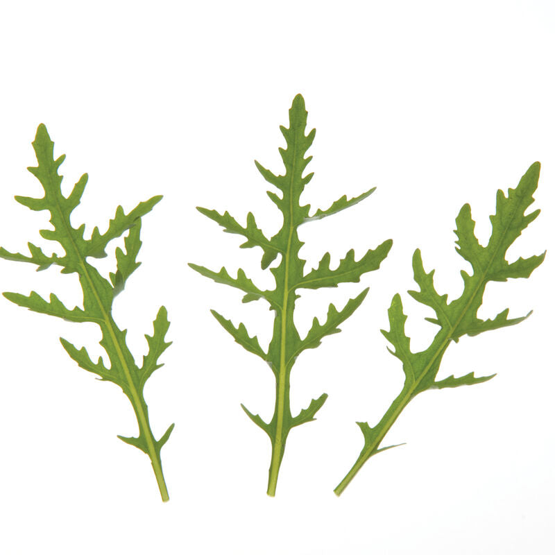 Sylvetta – Organic Arugula Seed