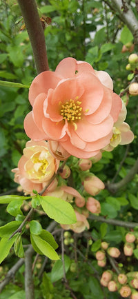 Heirloom Non-GMO Camellia Peach Flower Seeds for Lush Garden Planting