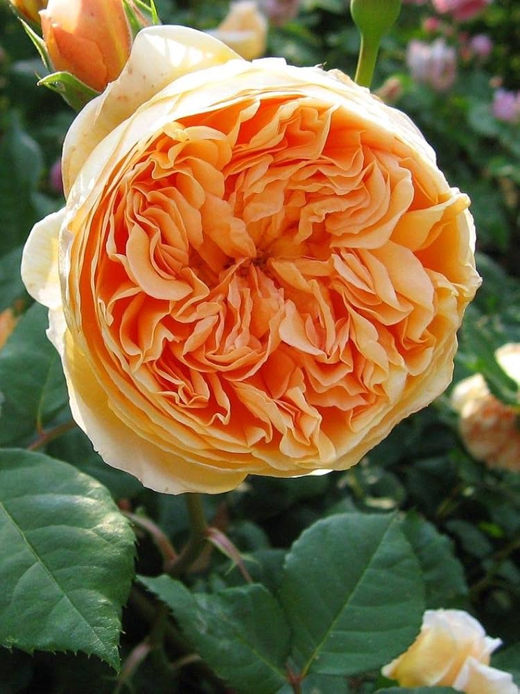 Rose- Crown Princess Margareta