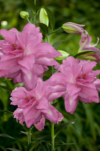 Lotus Dream Lily Seeds