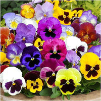 Pansy - Viola Tricolor Flower Seeds