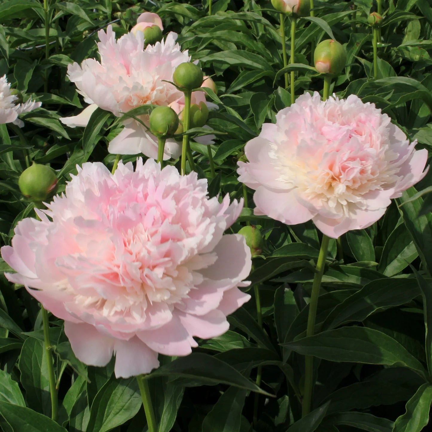 Lady Alexandra Duff Peony