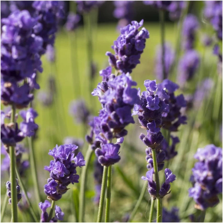 Lavender- True English