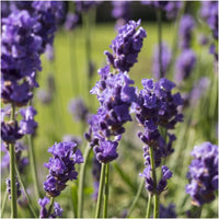 Lavender- True English