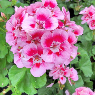 Pelargonium Flower Seeds for Planting, 100