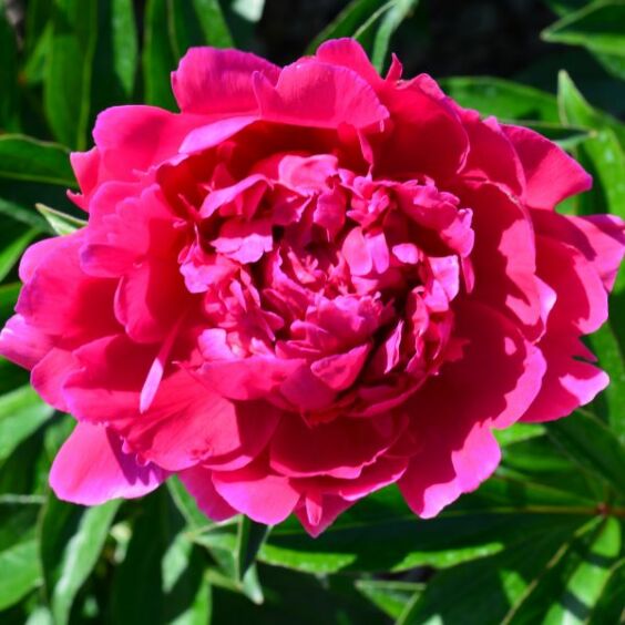 Herbaceous Peony- Felix Supreme