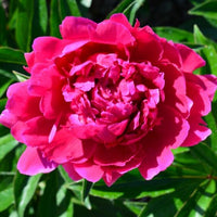 Herbaceous Peony- Felix Supreme
