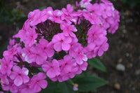 Cloudburst Phlox