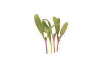 Chard, Bright Lights – Microgreen Seed