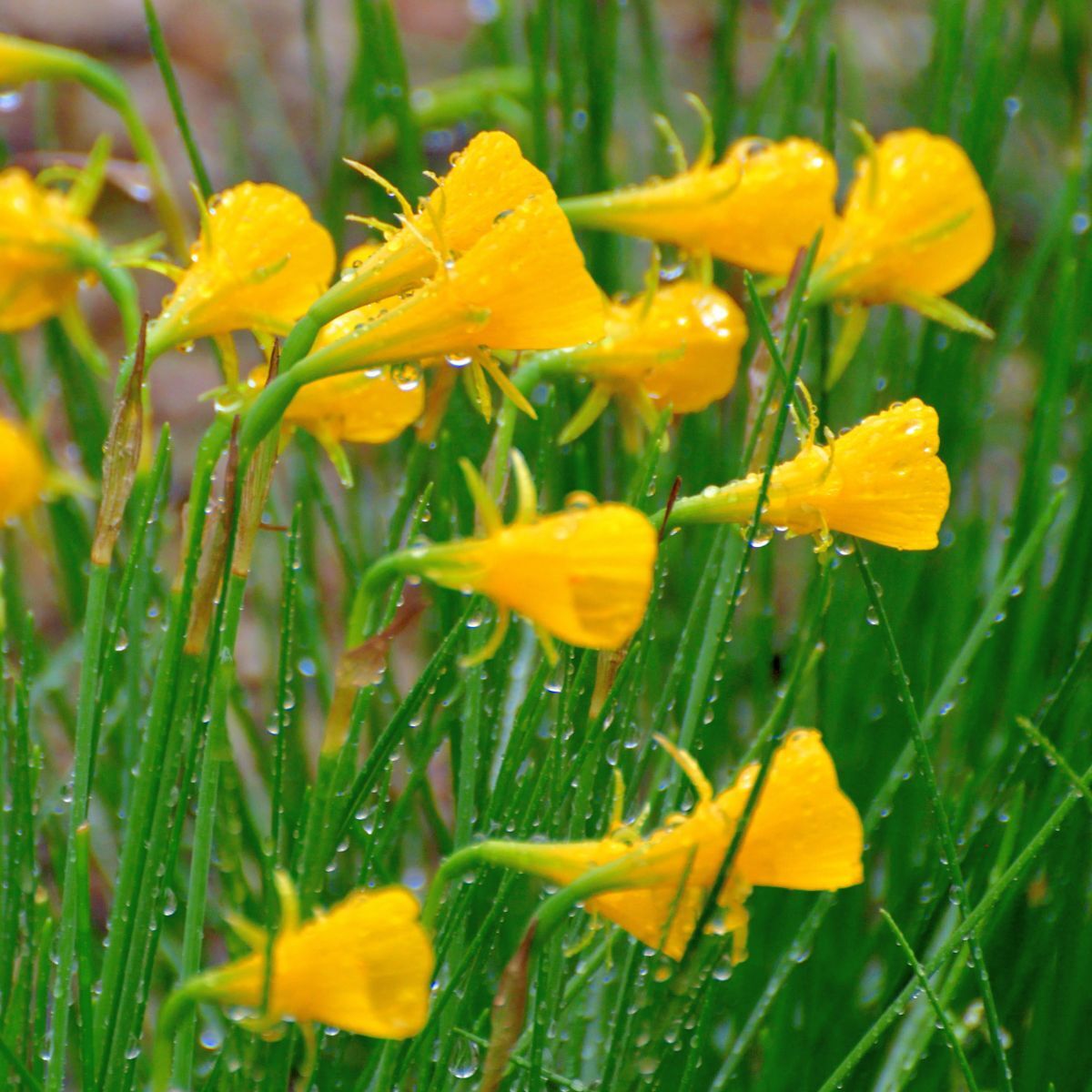 Miniature Daffodil- Hoop Petticoat Golden