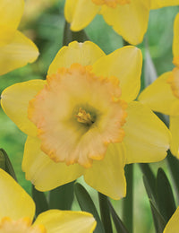 Daffodil- Romsey