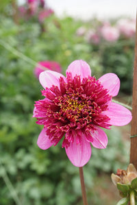 Dahlia- Purex (Tuber)