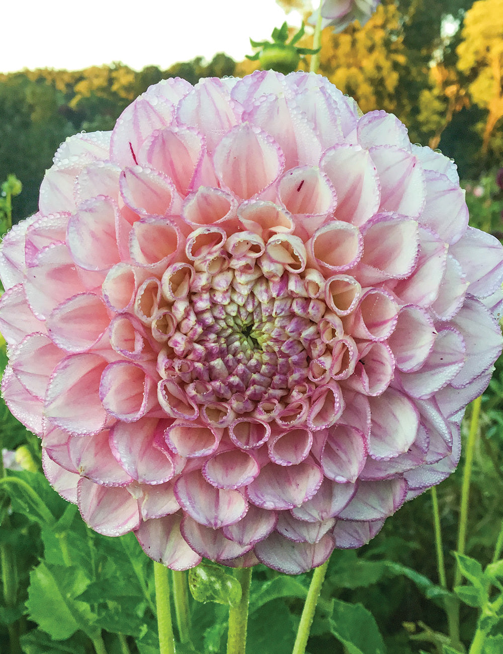Dahlia- Vintage Wine (Tuber)