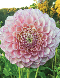 Dahlia- Vintage Wine (Tuber)