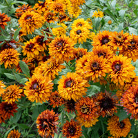 Cherokee Sunset Rudbeckia