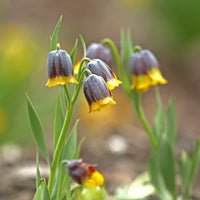 Fritillaria uva-vulpis Seeds