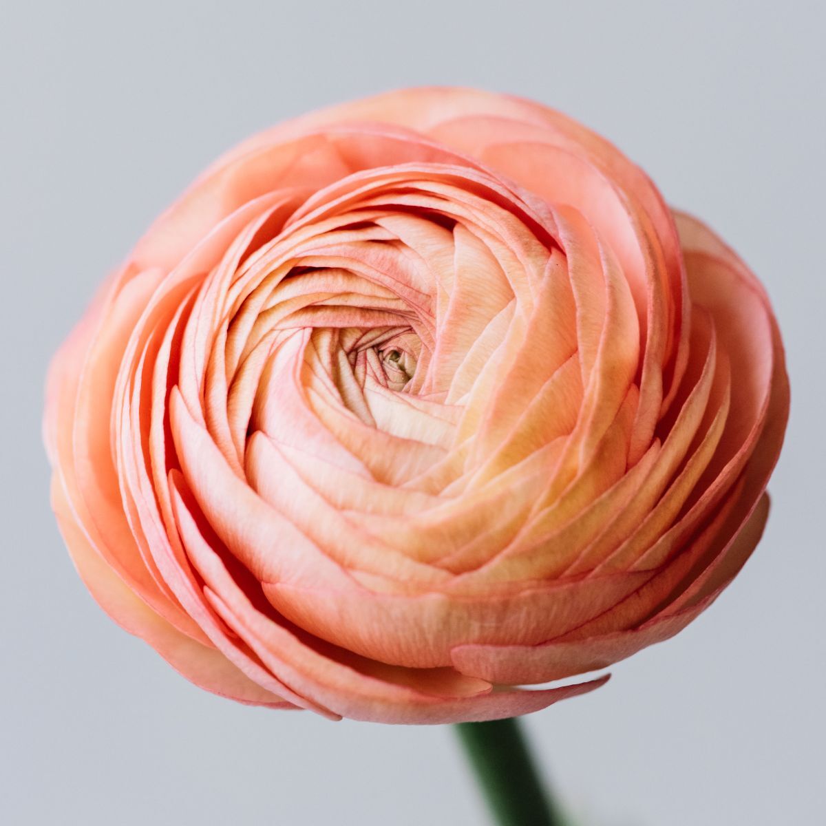 Ranunculus- Primo Salmone (Corm)