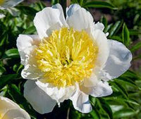 Honey Gold Peony