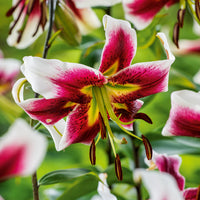 Oriental Trumpet Lily- Leslie Woodriff