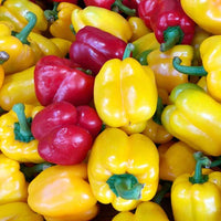 Capsicum Mix Color Bell Pepper  Vegetable Seeds