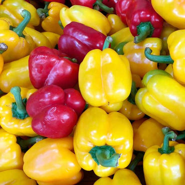 Capsicum Mix Color Bell Pepper  Vegetable Seeds