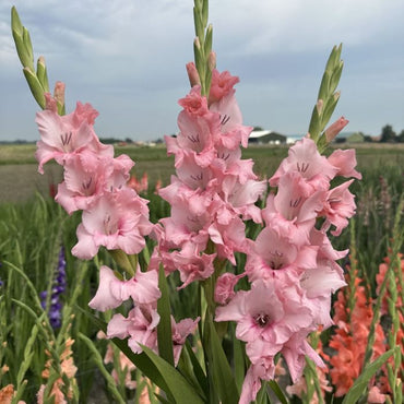Gladiolus- Adrenalin