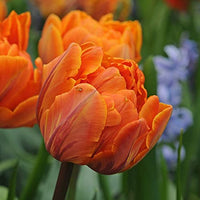 Orange Princess Tulip Seeds