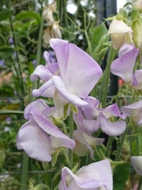Sweetpea- High Scent