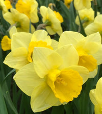 Daffodil- Golden Salome