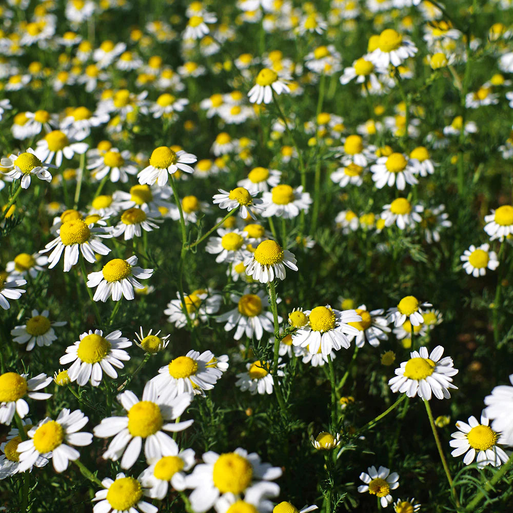 Roman Lawn Chamomile