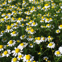 Roman Lawn Chamomile