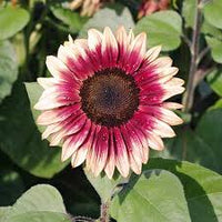 Sunflower- Lilac Monarch F1