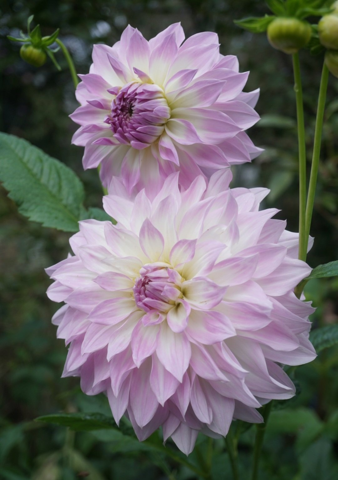 Dahlia- Anne's Delight (Tuber)