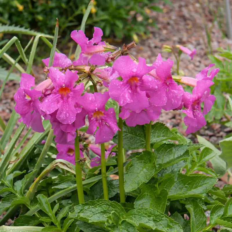 Flowering Fern