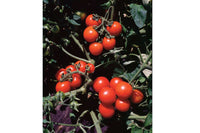 Washington Cherry – Organic Tomato Seed