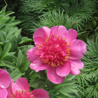 Officinalis Anemoniflora Rosea Peony